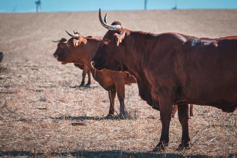 vaca retinta cádiz